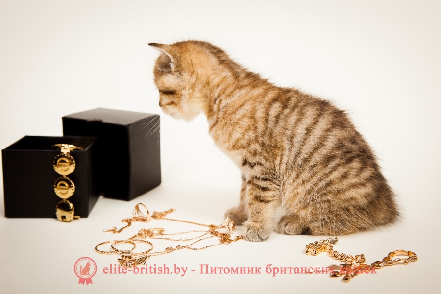 Золотой табби окрас британских кошек (Британцы золотистые): фото ...