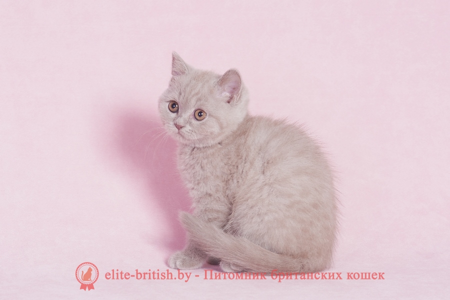 лиловый британец, британец лиловый фото, фото лиловых британцев, британский лиловый котенок, британские коты лилового окраса фото, фото лиловых британских котят, британские котята фото лиловые, британская кошка фото лиловая, фото лиловой британской кошки, британские котята лилового окраса фото, лиловая британская кошка, британский лиловый кот фото, британские котята лилового окраса, лиловый окрас британских кошек фото, лиловый британский кот, кот британец лиловый фото, лиловый окрас британских кошек, британцы лилового окраса, британец лилового цвета, британец лилового окраса фото, лиловые британцы вислоухие фото, британская короткошерстная кошка лиловая, лиловый цвет британских кошек, британская лиловая кошка характер, британские котята лилового цвета, британские вислоухие котята фото лиловые, котята британцы лиловые фото, британский кот лилового окраса, британский вислоухий кот лиловый, британские котята лиловые купить, британские лиловые котята цена, купить лилового британца, лиловые британцы котята, британцы коты лиловые, британцы лилак поинт, британцы вислоухие лиловые