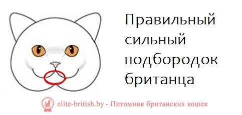 какое телосложение у британских кошек телосложение британских кошек какое тело у британских кошек тело британской кошки