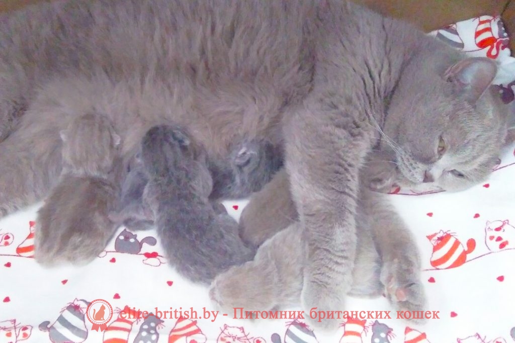 Развитие котят по неделям и месяцам. Возраст котенка, этапы развития