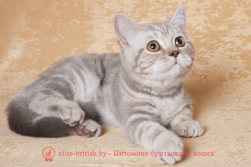 Британский полосатый: кот, кошка, котята. Фото и описание окраса.