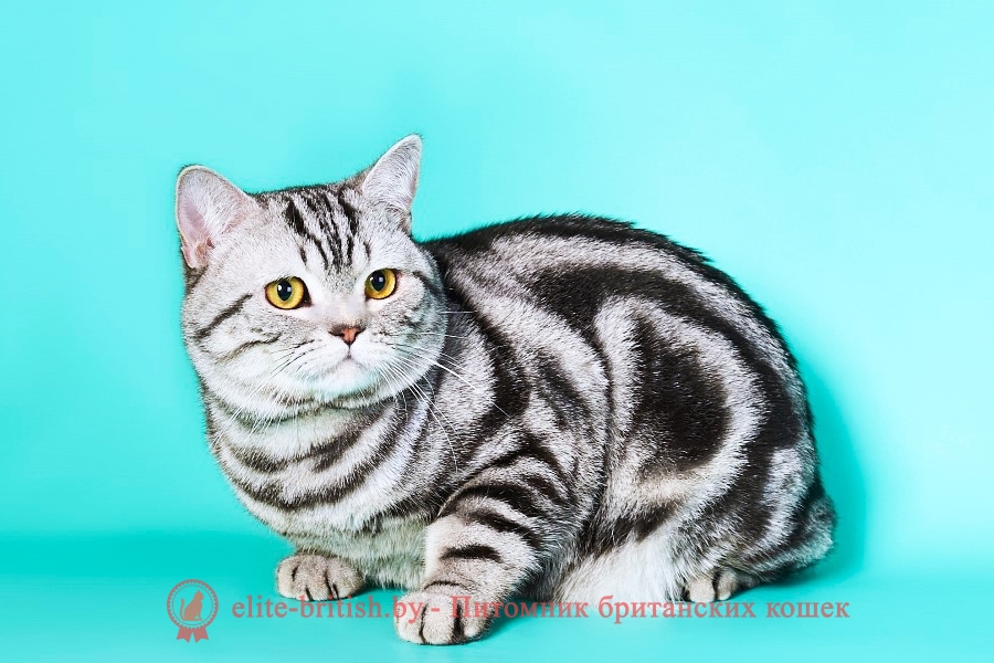 британская кошка короткошерстная мраморная