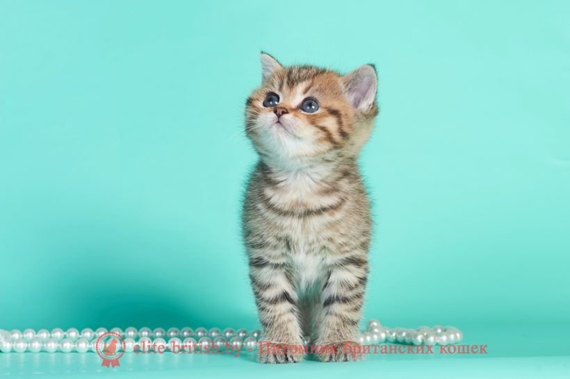 Сколько лет живут британские кошки. Коты британцы в домашних условиях ...