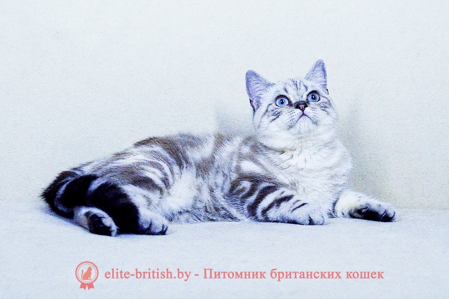британский мраморный кот, британская мраморная кошка фото, британская мраморная кошка, мраморный британец котенок, мраморный британец кот, британские мраморные котята, британец кот фото мраморный, мраморный британец котенок фото, британский мраморный кот фото, британская кошка мраморный окрас, британский кот мраморного окраса, британские мраморные котята купить, британская вислоухая кошка фото мраморная, британские мраморные котята фото, британская кошка мраморный окрас фото, британская кошка серебристая мраморная, британские котята мраморного окраса, мраморные кошки британцы, питомник британских кошек мраморных, британский вислоухий мраморный кот, британские коты мраморный окрас фото, коты мраморного окраса британцы, мраморный британец котенок купить, британская кошка вислоухая мраморная, британская короткошерстная кошка мраморная, британец кот вислоухий мраморный, британская мраморная кошка характер, мраморный вислоухий британец фото котята, мраморный британский кот цена, британского мраморного вислоухого котенка, порода кошек мраморный британец, британская мраморная кошка цена