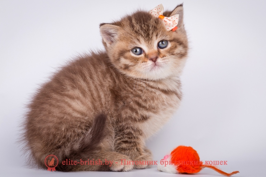 Британский полосатый: кот, кошка, котята. Фото и описание окраса.