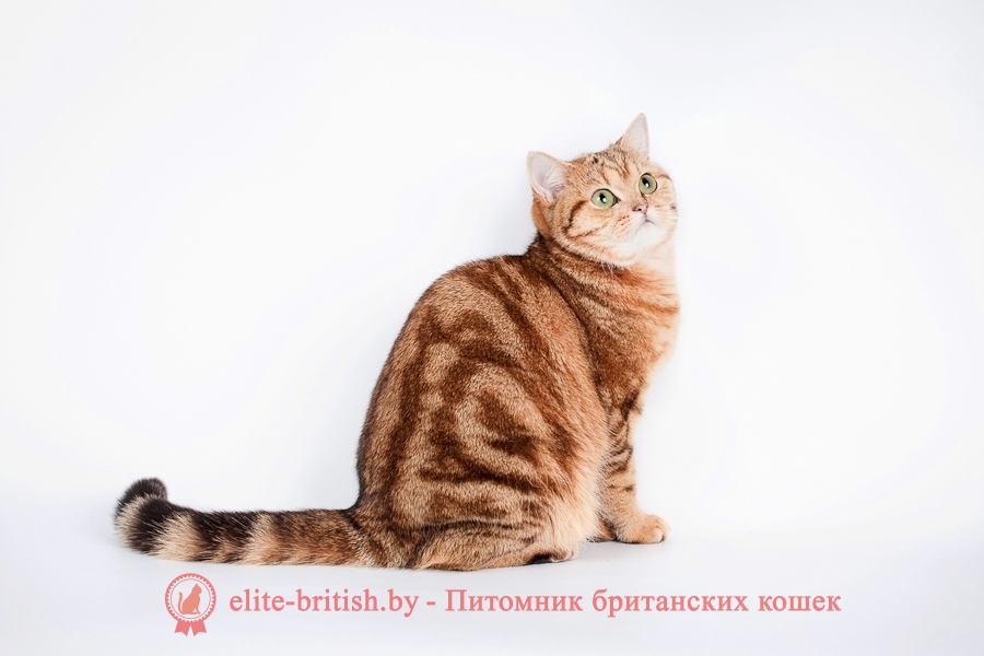 какие мраморные окрасы бывают. Смотреть фото какие мраморные окрасы бывают. Смотреть картинку какие мраморные окрасы бывают. Картинка про какие мраморные окрасы бывают. Фото какие мраморные окрасы бывают