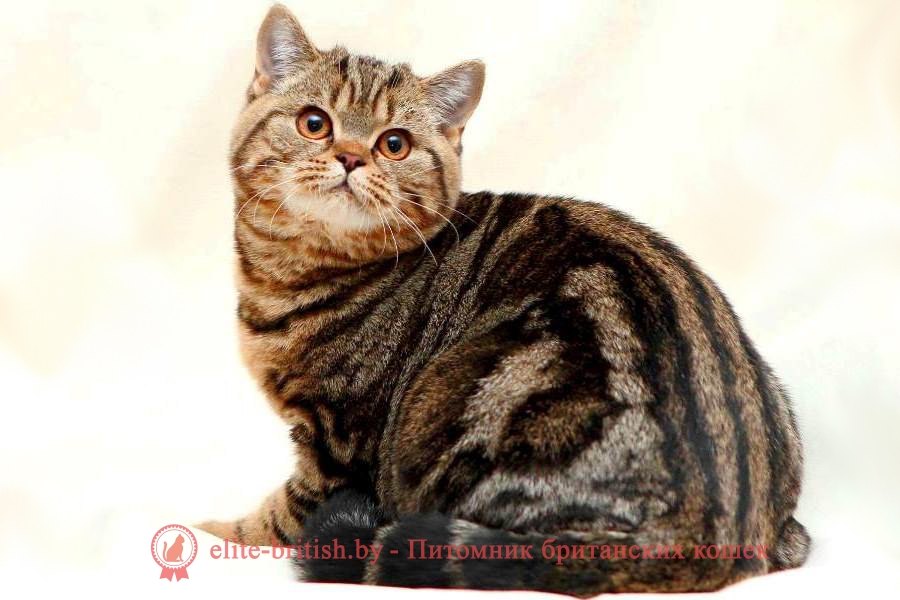Британский мраморный кот, кошка, котята. Фото и описание окраса