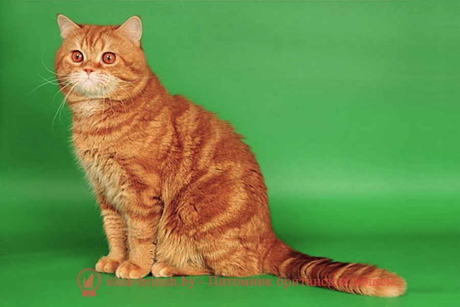 британский мраморный кот, британская мраморная кошка фото, британская мраморная кошка, мраморный британец котенок, мраморный британец кот, британские мраморные котята, британец кот фото мраморный, мраморный британец котенок фото, британский мраморный кот фото, британская кошка мраморный окрас, британский кот мраморного окраса, британские мраморные котята купить, британская вислоухая кошка фото мраморная, британские мраморные котята фото, британская кошка мраморный окрас фото, британская кошка серебристая мраморная, британские котята мраморного окраса, мраморные кошки британцы, питомник британских кошек мраморных, британский вислоухий мраморный кот, британские коты мраморный окрас фото, коты мраморного окраса британцы, мраморный британец котенок купить, британская кошка вислоухая мраморная, британская короткошерстная кошка мраморная, британец кот вислоухий мраморный, британская мраморная кошка характер, мраморный вислоухий британец фото котята, мраморный британский кот цена, британского мраморного вислоухого котенка, порода кошек мраморный британец, британская мраморная кошка цена