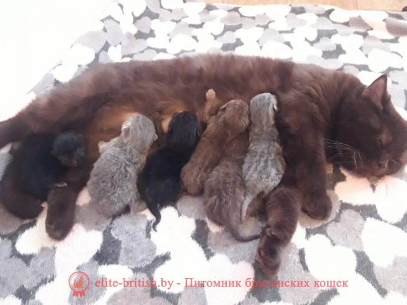 Развитие котят по неделям и месяцам. Возраст котенка, этапы развития