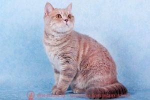 Британская кошка лилового мраморного окраса I.CH. HYUNDAI SANTA FE HELGA'S PLEASURE (BRI с 22)