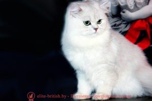 Британский кот серебристая шиншилла длинношерстный