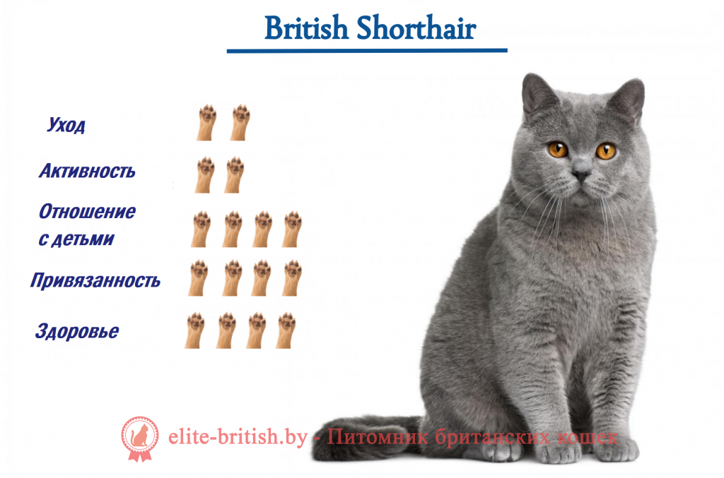 здоровье британских кошек, британские коты здоровье, здоровье британских кошек отзывы ветеринаров, британская кошка проблемы со здоровьем, здоровье британских кошек отзывы, какое слабое место в здоровье британских кошек, слабое место в здоровье британских кошек, какое слабое место у британских кошек, слабое место у британских кошек, какое самое слабое место у британских кошек, болезни британских кошек, болезни британских котов, британские кошки болезни породы, болезни британских котов и их симптомы, кошки британцы болезни, мочекаменная болезнь у британских котов, болезни британских кошек и их симптомы, болезни британских кошек симптомы и лечение, британский кот характеристика породы болезни, болезни у британцев котов, болезни британских вислоухих кошек, болезни глаз у британских кошек, коты британцы мочекаменная болезнь, британские котята болезни, британцы болезни породы, профилактика мочекаменной болезни у кастрированных котов британцев, британская порода болезни, британская короткошерстная болезни, болезни и лечение британских кошек, заболевания британских кошек, чем чаще всего болеют британские кошки, заболевания британских котов, генетические заболевания британских кошек, британская кошка заболела что делать, коты британцы мочекаменная болезнь, чем болеют британские кошки, британский кот болеет, кот британец заболевания, заболел кот британец 