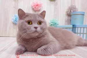 Британская кошка лилового окраса CH. Bella Elite British (BRI c