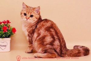 Британская кошка золотой мрамор Мила