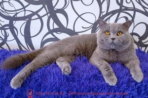 Британский кот голубого окраса CН. Klaid Kis (BRI a)