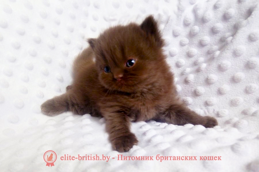 шоколадный длинношерстный британец, шоколадный длинношерстный британский котенок, шоколадные британцы фото, британские кошки шоколадного окраса фото, британские шоколадные котята фото, британские кошки шоколадный окрас, шоколадный британец, британская шоколадная кошка фото, британский шоколадный кот фото, купить британского котенка шоколадного окраса, котенок британец шоколадный, шоколадные британцы котята фото, шоколадная британская кошка, шоколадный британский кот, британские коты шоколадного окраса, британские коты шоколадного окраса фото, британские котята шоколадного окраса фото, британец кот шоколадный, шоколадный британский котенок, британский котенок шоколадного окраса, шоколадные британские котята купить, британский вислоухий шоколадный котенок, купить шоколадного котенка британца, кошки британцы шоколадные, шоколадные британцы купить, британцы окрас шоколадный, британец шоколадного цвета