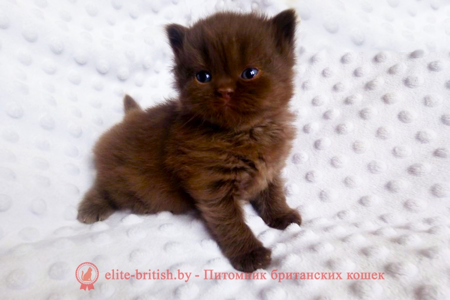 шоколадный длинношерстный британец, шоколадный длинношерстный британский котенок, шоколадные британцы фото, британские кошки шоколадного окраса фото, британские шоколадные котята фото, британские кошки шоколадный окрас, шоколадный британец, британская шоколадная кошка фото, британский шоколадный кот фото, купить британского котенка шоколадного окраса, котенок британец шоколадный, шоколадные британцы котята фото, шоколадная британская кошка, шоколадный британский кот, британские коты шоколадного окраса, британские коты шоколадного окраса фото, британские котята шоколадного окраса фото, британец кот шоколадный, шоколадный британский котенок, британский котенок шоколадного окраса, шоколадные британские котята купить, британский вислоухий шоколадный котенок, купить шоколадного котенка британца, кошки британцы шоколадные, шоколадные британцы купить, британцы окрас шоколадный, британец шоколадного цвета