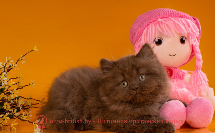 шоколадный длинношерстный британец, шоколадный длинношерстный британский котенок, шоколадные британцы фото, британские кошки шоколадного окраса фото, британские шоколадные котята фото, британские кошки шоколадный окрас, шоколадный британец, британская шоколадная кошка фото, британский шоколадный кот фото, купить британского котенка шоколадного окраса, котенок британец шоколадный, шоколадные британцы котята фото, шоколадная британская кошка, шоколадный британский кот, британские коты шоколадного окраса, британские коты шоколадного окраса фото, британские котята шоколадного окраса фото, британец кот шоколадный, шоколадный британский котенок, британский котенок шоколадного окраса, шоколадные британские котята купить, британский вислоухий шоколадный котенок, купить шоколадного котенка британца, кошки британцы шоколадные, шоколадные британцы купить, британцы окрас шоколадный, британец шоколадного цвета