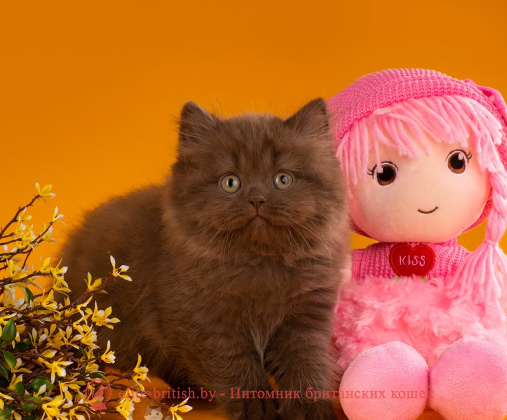 шоколадный длинношерстный британец, шоколадный длинношерстный британский котенок, шоколадные британцы фото, британские кошки шоколадного окраса фото, британские шоколадные котята фото, британские кошки шоколадный окрас, шоколадный британец, британская шоколадная кошка фото, британский шоколадный кот фото, купить британского котенка шоколадного окраса, котенок британец шоколадный, шоколадные британцы котята фото, шоколадная британская кошка, шоколадный британский кот, британские коты шоколадного окраса, британские коты шоколадного окраса фото, британские котята шоколадного окраса фото, британец кот шоколадный, шоколадный британский котенок, британский котенок шоколадного окраса, шоколадные британские котята купить, британский вислоухий шоколадный котенок, купить шоколадного котенка британца, кошки британцы шоколадные, шоколадные британцы купить, британцы окрас шоколадный, британец шоколадного цвета