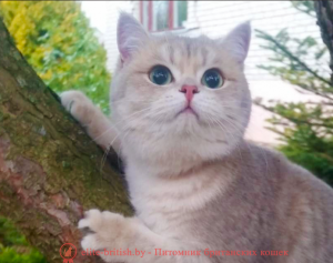 Британская кошка голубое золото Fredlait's Beautiful Rosoli 