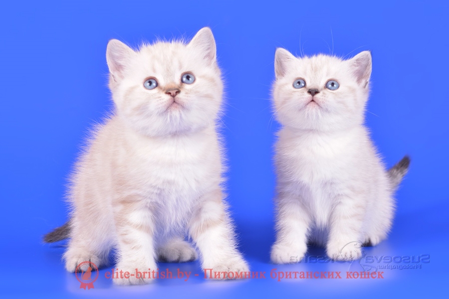 Какого цвета глаза у британских кошек? - ПИТОМНИК ЭЛИТНЫХ БРИТАНСКИХ КОШЕК,  КОТЯТ ELITE BRITISH