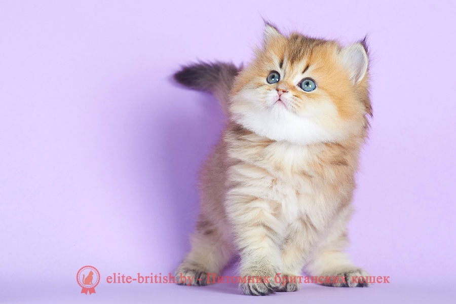 британская длинношерстная кошка фото, британская длинношерстная кошка, длинношерстные британцы фото, британские длинношерстные котята, британский длинношерстный кот, британские длинношерстные коты фото, длинношерстный британец, ританская длинношерстная кошка цена, британская длинношерстная кошка купить, британская длинношерстная кошка характер, куплю британского длинношерстного котенка, британский котенок длинношерстный фото, кот британец длинношерстный фото, породы кошек британская длинношерстная, британская длинношерстная кошка окрасы, британская вислоухая длинношерстная кошка фото, порода кошек британская длинношерстная фото, британец длинношерстный цена, длинношерстные британцы купить, британцы длинношерстные уход, британские длинношерстные кошки уход, британские кошки вислоухие длинношерстные, британская длинношерстная кошка черная, кот британец длинношерстный, котята британцы длинношерстные 