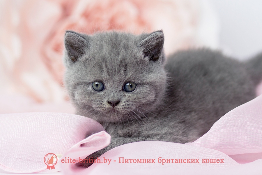 Купить Котенка В Брянске Области