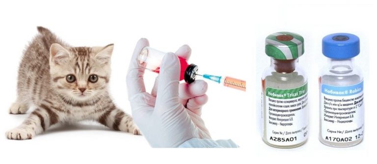 Лечение британских кошек