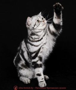 Британская кошка черного серебристого мраморного окраса Ch.Emili Roval Lace