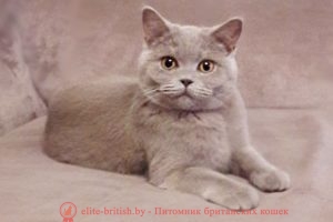 Британская кошка лилового окраса Cristal of Angelica