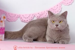 Британская кошка лилового окраса Ch. Cappuchino Grey SharmBY BRI c
