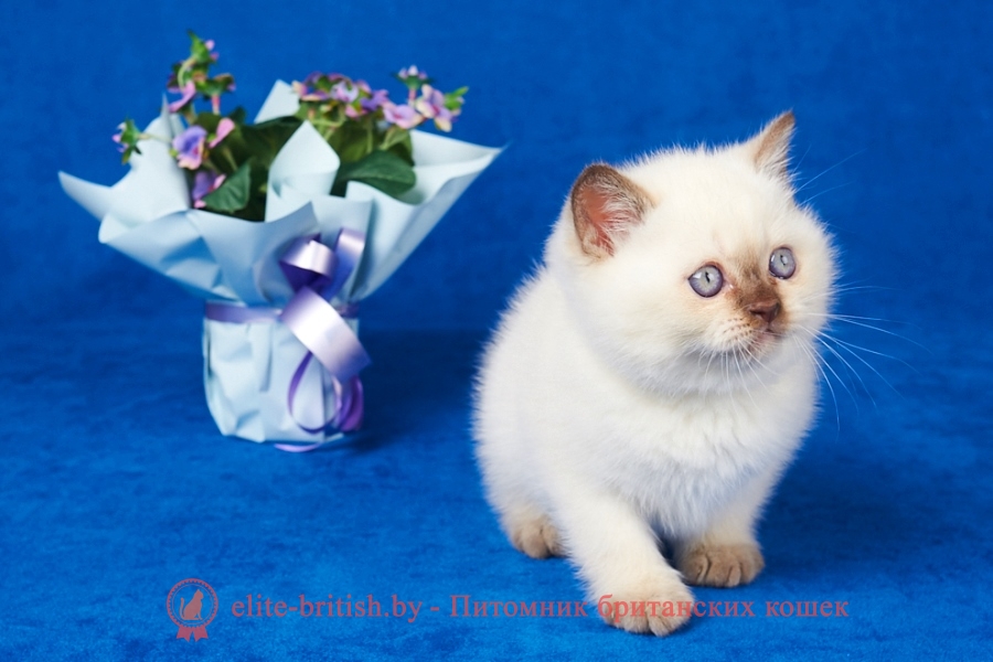 британская шиншилла кошка цена, британская кошка цена, британские котята цена, британский кот цена, британская короткошерстная кошка цена, кот британец цена, британская вислоухая кошка цена, британский вислоухий кот цена, котенок британец цена, британская вислоухая кошка фото цена, британский вислоухий котенок цена, сколько стоит британский котенок, сколько стоит британская кошка, сколько стоит британский кот, сколько стоит котенок британец, сколько стоит британский вислоухий котенок, сколько стоит кот британец, сколько стоит котенок британской породы, сколько стоит британская короткошерстная кошка, сколько стоит британская вислоухая кошка, сколько стоит котенок британец вислоухий, сколько стоит британский вислоухий кот, сколько стоит кошка британской породы, сколько стоит котенок британской кошки, сколько стоит британская кошка в рублях, сколько стоит британский котенок цена, сколько стоит британский котенок цена в рублях, сколько стоит британская шиншилла кошка, сколько стоит котенок британской шиншиллы, сколько стоит британский котенок с документами, сколько стоит кот британской породы, сколько стоит британский кот цена, британские котята белого окраса, британец белый цена британец котенок белый белые британцы котята белые британцы цена кот британец черно белый купить британца в белгороде кот британец фото белый