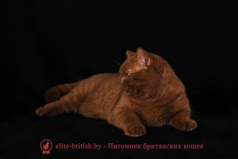 Окрас циннамон у кошек фото