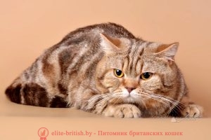 Британский кот шоколадного мраморного окраса