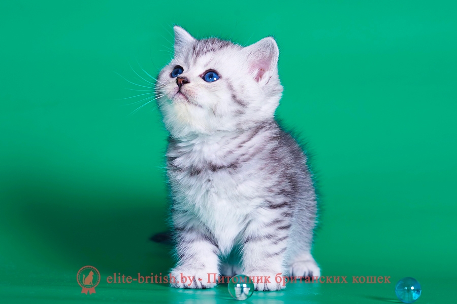 британская шиншилла кошка цена, британская кошка цена, британские котята цена, британский кот цена, британская короткошерстная кошка цена, кот британец цена, британская вислоухая кошка цена, британский вислоухий кот цена, котенок британец цена, британская вислоухая кошка фото цена, британский вислоухий котенок цена, сколько стоит британский котенок, сколько стоит британская кошка, сколько стоит британский кот, сколько стоит котенок британец, сколько стоит британский вислоухий котенок, сколько стоит кот британец, сколько стоит котенок британской породы, сколько стоит британская короткошерстная кошка, сколько стоит британская вислоухая кошка, сколько стоит котенок британец вислоухий, сколько стоит британский вислоухий кот, сколько стоит кошка британской породы, сколько стоит котенок британской кошки, сколько стоит британская кошка в рублях, сколько стоит британский котенок цена, сколько стоит британский котенок цена в рублях, сколько стоит британская шиншилла кошка, сколько стоит котенок британской шиншиллы, сколько стоит британский котенок с документами, сколько стоит кот британской породы, сколько стоит британский кот цена