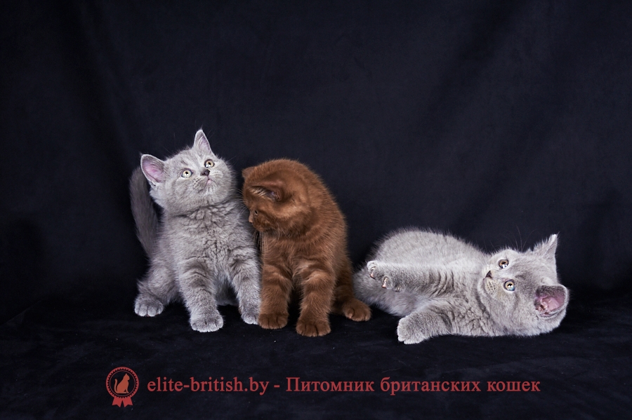 купить британского котенка в минске, купить в минске котенка британца, купить британского котенка, британские котята в гомеле купить, купить британского котенка в могилеве, купить британского котенка в витебске, купить британского котенка в бресте, купить кота британца в минске, купить британского котенка в гродно, купить британца в барановичах, купить британского котенка в бобруйске, купить британца в минске, британец купить, купить вислоухого британца, британский кот купить в минске, купить британского котенка в беларуси, купить британского котенка в барановичах, купить британского котенка в пинске, купить котенка британца, купить котенка британца в могилеве, британская кошка купить в минске, купить британского котенка в мозыре, британец вислоухий купить в минске, купить британского котенка в молодечно, купить британского котенка в полоцке, купить котенка британца в витебске, купить британца в минске недорого, купить британца в могилеве, купить британца в бресте, купить британского котенка в жлобине, купить кота британца, купить британского плюшевого котенка, купить британского котенка в новополоцке, купить кота британца в гомеле, купить котенка британца в гомеле, купить британского кота, купить британского котенка в орше, купить британца в витебске, вислоухий британец купить в гомеле, купить кота британца в бресте, купить британского короткошерстного котенка, купить британские котята шиншиллы, купить британца в гомеле, купить кота британца в могилеве, британский вислоухий котенок купить, купить британца в москве, британские кошки купить, британский вислоухий кот купить, купить котенка британца недорого, купить британскую короткошерстную кошку, британская вислоухая кошка купить, британские котята купить из питомника, британские котята серебристая шиншилла купить, купить короткошерстного британца, купить британца в смоленске, британская длинношерстная кошка купить, британские котята фото купить, купить котенка британской породы, купить британского котенка дешево, купить британского котенка в чернигове, купить британского котенка шоколадного окраса, купить британского котенка в смоленске, купить кота британца вислоухого, купить британца в гродно, купить котенка британец вислоухий, купить котика британца, рыжий британец купить, купить британца котенка цена, британская короткошерстная кошка купить минск, британский голубой котенок купить, купить голубого британского котенка, где можно купить британского котенка, британские и шотландские котята купить, британские котята вискас купить, британские котята окрас шиншилла купить, британский мраморный котенок купить, купить рыжего британского котенка, белые британские котята купить, купить британского белого котенка, купить британского котенка в москве, британские котята золотые шиншиллы купить, купить котенка британского вислоухого голубого, британские полосатые котята купить, купить котенка британца в питомнике, купить мраморного британца, купить шиншилла британец, черные британцы купить, черный британец купить, котята фото британцы купить, кремовый британец купить, котята британцы черные купить, купить котенка британца черного, белый британец купить, длинношерстные британцы купить, купить котенка британца в москве, британская кошка купить москва, кошки британские голубые купить, британские кошки шиншиллы купить, британский короткошерстный кот купить, купить кота британской породы, британский кот где купить, британский черный кот купить, британские вислоухие котята купить недорого, британский котенок где купить, британские котята лиловые купить, купить британского котенка цена, британские вислоухие котята фото купить, британские котята табби купить, купить британского котенка с родословной, где купить британского вислоухого котенка, купить британского котенка без документов, черные британские котята купить, черный британский котенок купить, британские котята черного окраса купить, британские котята окрас вискас купить, британские золотые котята купить, купить британского котенка в полтаве, британские котята голубого окраса купить, британского котенка купить иваново, купить британца недорого, купить британца в питомнике, купить недорого британца вислоухого, купить голубого британца, голубой британец купить, купить лилового британца, купить британца или шотландца, купить кошки британцы, купить кота породы британец, купить котенка британца вислоухого недорого, британец вискас купить, купить шоколадного котенка британца, шоколадные британцы купить, британец вислоухий рыжий купить, голубой британец котенок купить, купить котенка британца шотландца, купить котенка британца голубого, кошки породы британец купить, где купить британца, корм для британцев купить, хочу купить котенка британца, купить британца в белгороде, купить британца авито, британец полосатый купить, купить британца спб, британские золотые котята купить, золотой британец цена