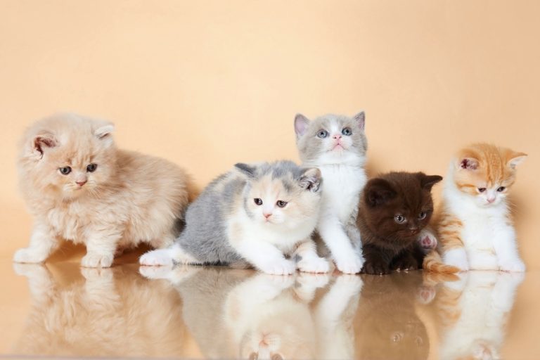 Гладкошерстные коты породы фото и названия
