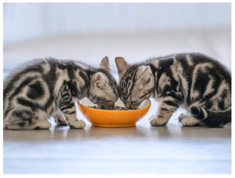 КАК И ЧЕМ КОРМИТЬ БРИТАНСКОГО КОТЕНКА, КОШКУ, КОТА: ВСЕ О ПИТАНИИ ...