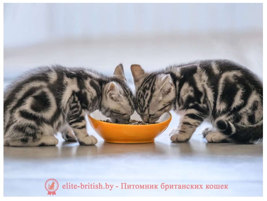 Kittens pinanie