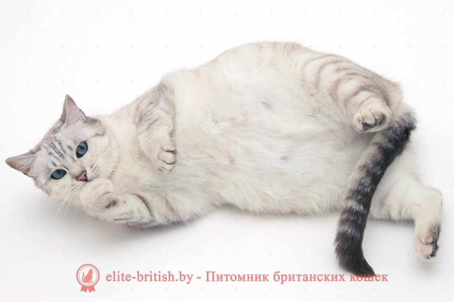 Все о беременности британской кошки - ПИТОМНИК ЭЛИТНЫХ БРИТАНСКИХ КОШЕК,  КОТЯТ ELITE BRITISH