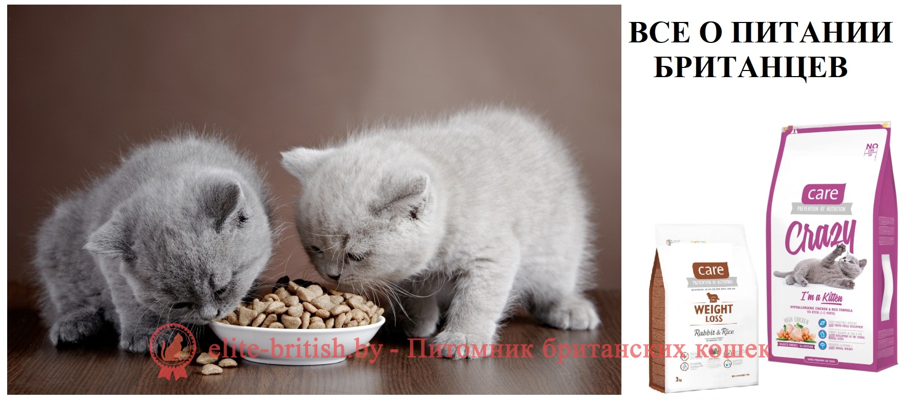 КАК И ЧЕМ КОРМИТЬ БРИТАНСКОГО КОТЕНКА, КОШКУ, КОТА: ВСЕ О ПИТАНИИ  БРИТАНЦЕВ. Британские котята, коты, кошки: уход, кормление, питание. Когда  начинать прикорм котят британцев. Как правильно кормить британца. Как и чем  кормить