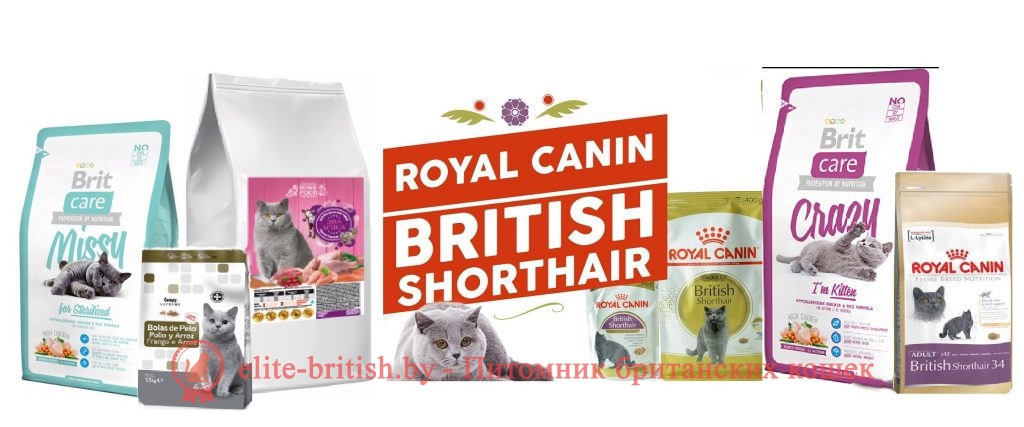 корм для британских кошек, корм для британских котят, лучший корм для британских кошек, корм для котят британцев, корм для кошек британцев, какой корм лучше для британских котят, какой корм лучше для котят британцев, сухой корм для британских кошек, корм для британских кошек роял канин, лучший корм для британских котят, сухой корм для британских котят, корм для британских кошек премиум класса, корм для британских котят премиум класса, какой корм лучше для британских кошек, корм роял канин для британских котят, корм для британских котов, корм для кошек британской породы, какой корм лучше для кошек британской породы, корм для кота британца, корм для кастрированных британских котов, сухой корм роял канин для британских кошек, какой корм лучше для британских котов, корм роял канин для британских короткошерстных кошек, корм для британских длинношерстных кошек, корм для британских кошек отзывы ветеринаров, лучший корм для британских кастрированных котов, какой корм подходит для британской кошки, корм для британских короткошерстных кошек, корм роял канин для британской короткошерстной, корм роял канин для котят британцев, лучший корм для британских котов, самый лучший корм для британских кошек, хороший сухой корм для британских кошек, премиум корма для британских кошек, сухой корм для кошек британской породы, какой корм лучше для кота британца