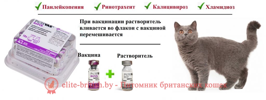 Прививки кошкам и котятам. Какие и когда делать. Вакцинация кошек. 
