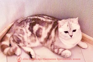 Британская кошка Сафира шоколадный серебристый мрамор
