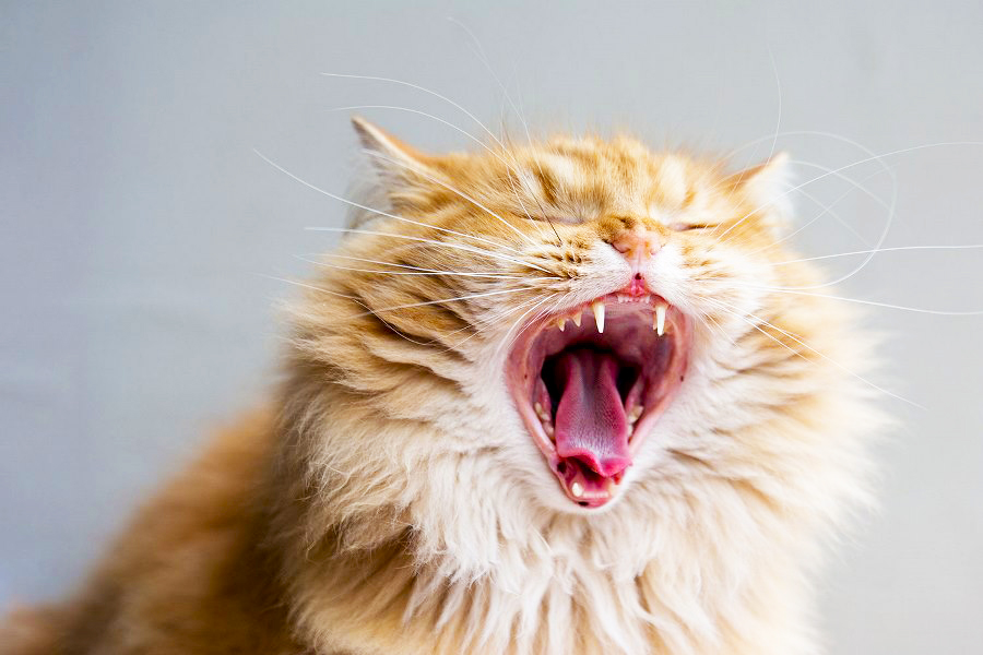 возраст котенка по зубам, определить возраст котенка по зубам, определить возраст кошки по зубам, возраст кошки по зубам фото, возраст кошки по зубам, возраст кота по зубам, определить возраст кота по зубам