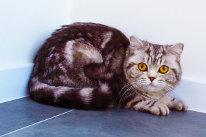 Британская кошка серебристого мраморного окраса Barcelona