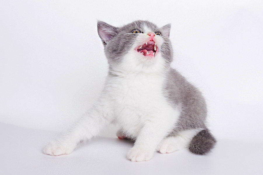 у кошки выпадают зубы, выпадают зубы у котенка, у кота выпал зуб, у кошки выпал молочный зуб, у кошек выпадают молочные зубы, выпадают ли зубы у кошек, у котят выпадают молочные зубы, выпадают ли зубы у котят, у котов выпадают молочные зубы, выпадают ли у котов зубы, выпадение зубов у кошек почему у кота выпадают зубы, почему у кошки выпадают зубы, выпадение зубов у котят, почему у котенка выпадают зубы, выпадение зубов у котов, выпали передние зубы у кошки, у кота выпали передние зубы