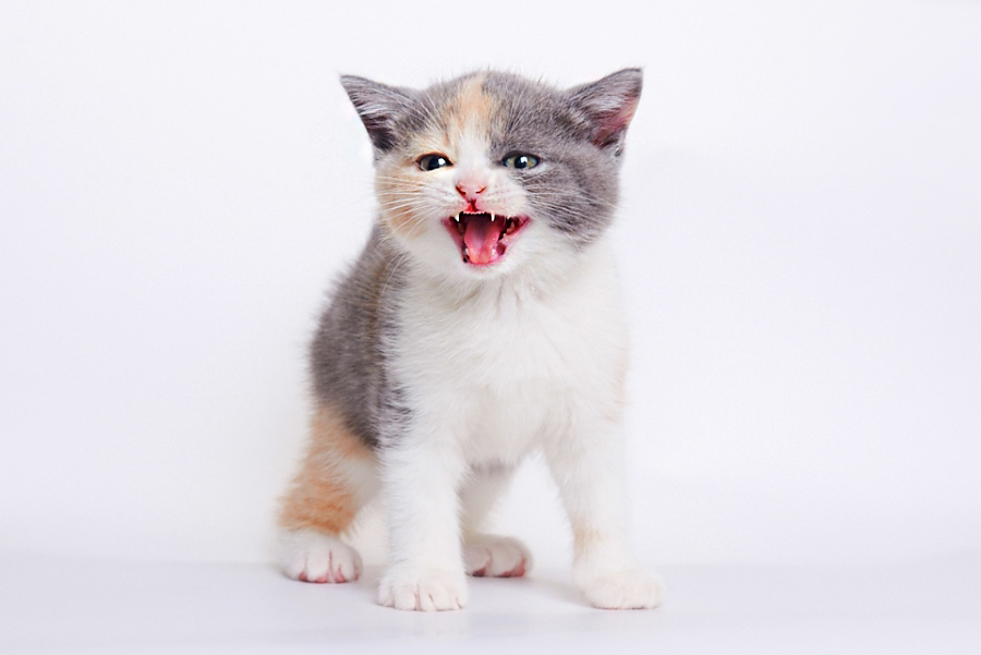 сколько зубов у кошки, колько у котят зубов, сколько зубов у кота, сколько зубов у взрослой кошки, сколько зубов у кошки фото, количество зубов у кошки, расположение зубов у кошек, зубы у кошки схема, строение зубов у кошек, зубы у кошек, зубы у котов, зубы у котят, молочные зубы у кошек, молочные зубы у котят, какие зубы у кошки, зубы у кошек фото, зубы кота фото, зубы котенка фото, зубы у домашних кошек, у кошек растут зубы, зубы у британских кошек