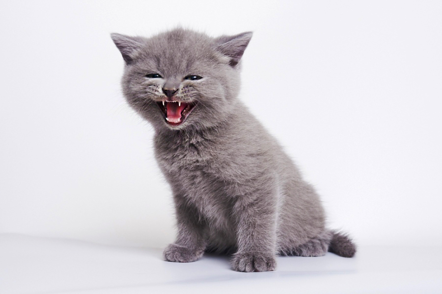 проблемы с зубами у кошек, у кота проблемы с зубами, у кошки налет на зубах, у кота налет на зубах, воспаление зубов у кошек, черные зубы у кота, черный зуб у кота, у кота желтые зубы, желтые зубы у кошки, у кота желтеют зубы, у кота гниют зубы, у кошки гниет зуб, у кота гнилые зубы, у кошки болят зубы, у кота болят зубы, болезни зубов у кошек, заболевания зубов у кошек, больные зубы у кошек, болят ли зубы у кошек, у кота болят зубы симптомы, болят ли у котов зубы, у кошки болят зубы, симптомы, болезни зубов у кошек фото, болезни зубов у кошек, заболевания зубов у кошек, больные зубы у кошек, у кота кровоточат зубы, у кошки чешутся зубы, у котенка чешутся зубы, лечение зубов у котов, камни на зубах у кошек, у кота камни на зубах