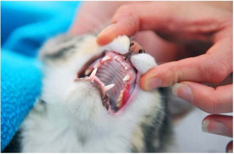 Специальная диета для резки зубов у котят